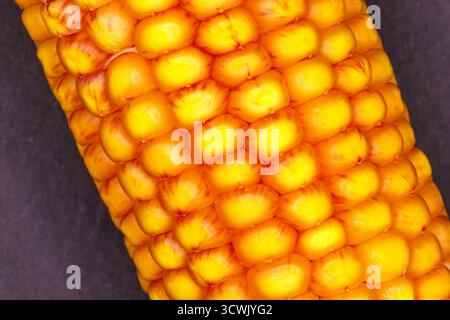Extreme close-up of golden corn kernels with reddish-brown striations, arranged in a tight, textured pattern against a dark background. Stock Photo