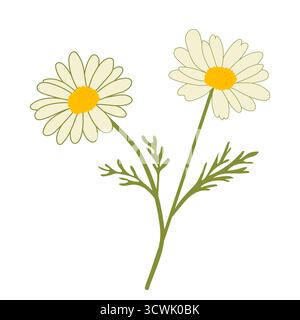 Vector illustration of chamomile (Matricaria chamomilla) with stem and leaves on white background, perfect for design, decor, cosmetics, and wellness Stock Vector