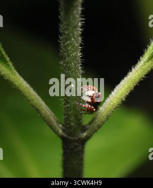 Close-up of a Jumping Spider Sitting on a Green Leaf. Stock Photo