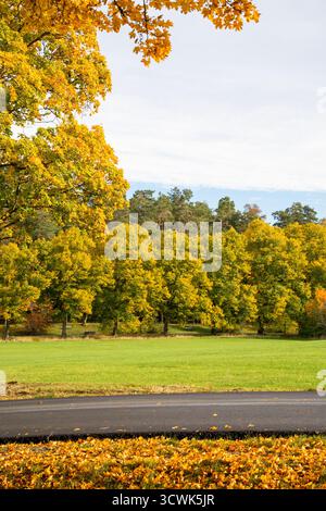 Autumn landscape framed by branches with orange and yellow foliage, with colorful leaves on the ground by a road Stock Photo