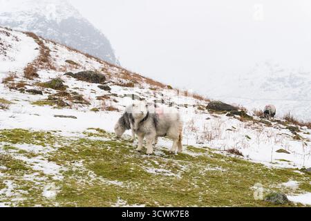 Herdwick sheep grazing on snowy fellside in misty Lake District winter landscape Stock Photo