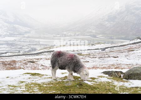 Herdwick sheep grazing on snowy fell in Lake District winter landscape Stock Photo