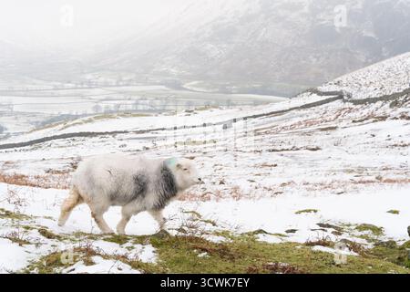 Herdwick sheep grazing in snowy Lake District fells during winter conditions Stock Photo