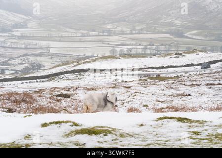 Herdwick sheep grazing in snowy winter landscape of Lake District fells and valleys Stock Photo
