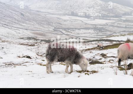 Herdwick sheep grazing in snowy Lake District fells with winter mountain landscape Stock Photo