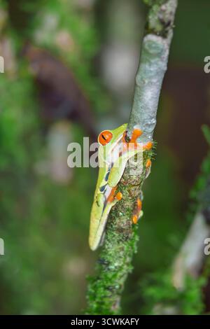 Red eyed tree frog (Agalychnis Callidryas) climbing twig, Sarapiqui, Costa Rica, Central America Stock Photo