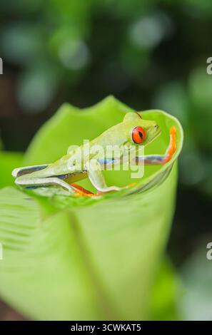 Red-eyed treefrog (Agalychins callydrias) on leaf, Costa Rica, Central America Stock Photo