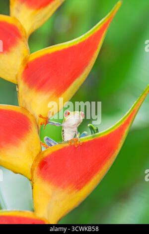 Red-eyed Tree Frog (Agalychins callydrias) on Heliconia (Heliconoa stricta) flower, Costa Rica Stock Photo