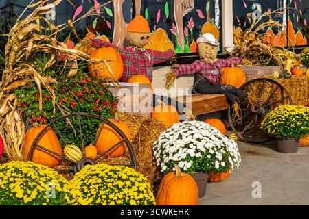 An autumn pumpkin display at Marcell, Minnesota, UJSA. Stock Photo