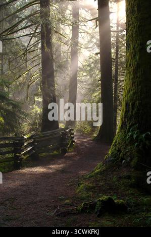 Sunrays filtering through tree branches along a nature trail in Kanaka Creek Park, Maple Ridge, B. C., Canada. Stock Photo
