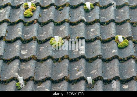 Snow guard stoppers on old cement tile roof covered with green moss. Selective focus. Stock Photo