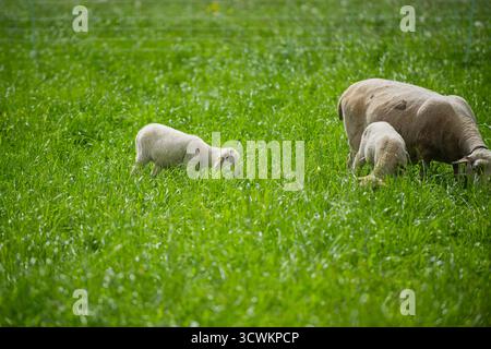 Little lamb or goat on rural farm, livestock. Little lamb grassing on green summer meadow. Mammal animals outdoors. Farming Stock Photo
