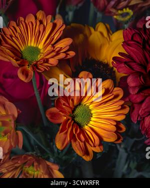 A bouquet of zinnia flowers in intense orange and yellow colors Stock Photo