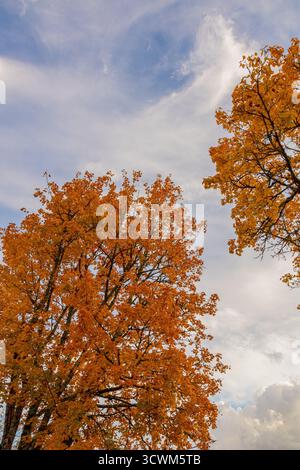 Tree branches with yellow leaves on blue sky background in autumn season, copy space Stock Photo