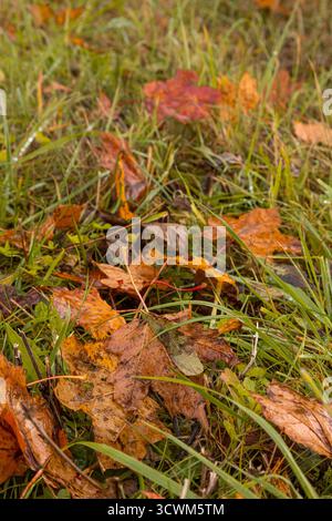 Autumn pattern with yellow maple leaves lying on the ground. The ground is covered with yellow leaves, falling from the trees Stock Photo