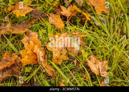 Autumn pattern with yellow maple leaves lying on the ground and white  mushroom. The ground is covered with yellow leaves, falling from the trees Stock Photo