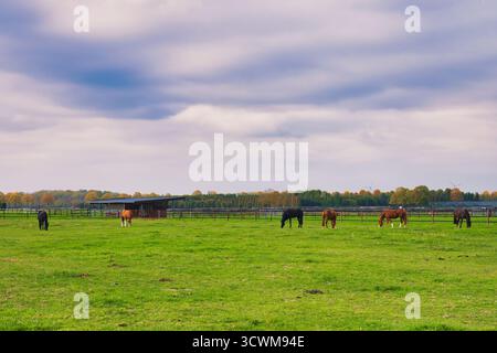 Group of Grazing Horses in Expansive Green Paddock Under Cloudy Autumn Sky with Distant Shelter and Vibrant Fall Forest Horizon Stock Photo