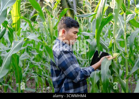 Farmer Inspecting Corn Crop Using Digital Tablet In Lush Green Field During Daytime Stock Photo