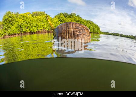 This above-and-below water image shows a sprouting coconut, Cocos nucifera, drifting in coastal waters alongside a grove of mangroves off the island o Stock Photo