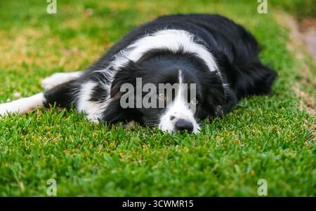 A calm black and white Border Collie lying on fresh green grass outdoors, expressing peaceful and thoughtful mood in soft natural light. Stock Photo