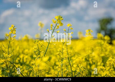 Closeup of canola flowers against a blue sky Stock Photo