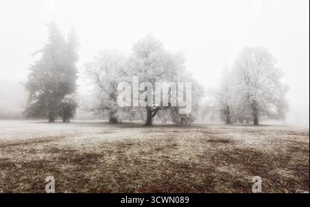 frosty woods at winter time in mist Stock Photo