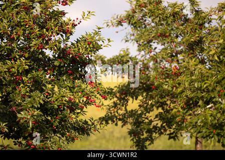 Fresh ripe sour cherry hanging on cherry tree in orchard Stock Photo