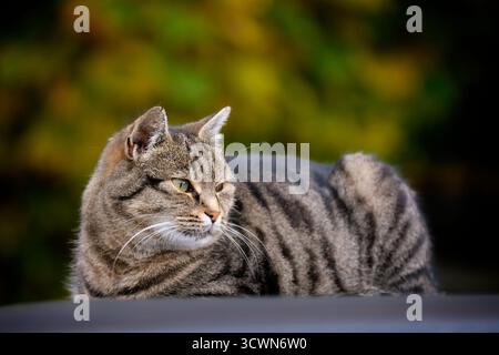 Cute tabby cat relaxing in the garden and looking away. Stock Photo