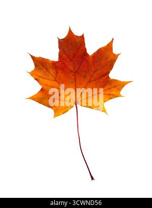 An autumn maple leaf isolated. A yellow and red cutout maple leaf. Stock Photo