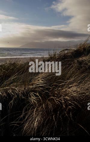 Sand dune grass blowing in wind, Pacific Ocean and mountains. Stock Photo