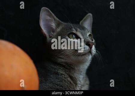 A portrait of an Abyssinian kitten against a dark background. Stock Photo