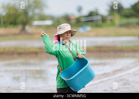 Thai female farmer scattering seeds in rice field Stock Photo