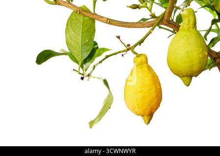 lemon citrus fruits hanging on tree and branches isolated on white Stock Photo