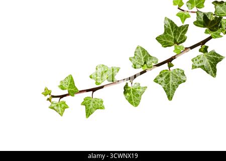 green ivy leaves branch isolated on white Stock Photo