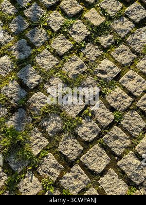 close up of weathered cobblestone pavement with green grass and moss growing between the stone, illuminated by warm golden sunlight Stock Photo