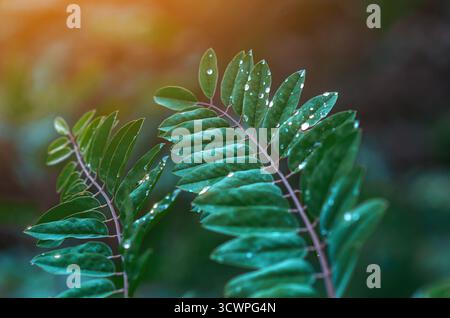 Raindrops shining like diamonds on bright green leaves of Robinia pseudoacacia. Leafy rain content, natural landscape after rain. Sun blur background. Stock Photo