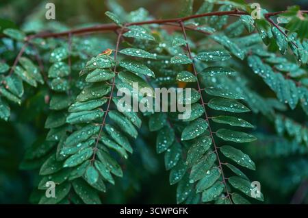 Leafy rain content, natural landscape after rain. Raindrops shining like diamonds on bright green leaves of Robinia pseudoacacia Stock Photo