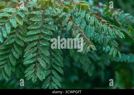 Raindrops shining like diamonds on bright green leaves of Robinia pseudoacacia. Leafy rain content, natural landscape after rain. Selective focus. Stock Photo