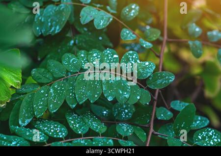 Raindrops shining like diamonds on bright green leaves of Robinia pseudoacacia. Leafy rain content, natural landscape after rain. Stock Photo