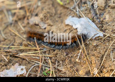 The photo features a Fox moth caterpillar (Macrothylacia rubi) on the forest floor, its distinct bristly, black and orange-brown body blending with th Stock Photo