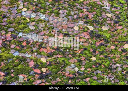 Old roof with tiles covered in moss and soil, tiled background and texture. Stock Photo