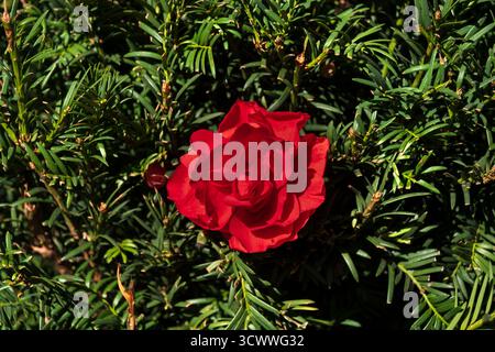 Single red rose flower in green foliage of hedgerow. Stock Photo