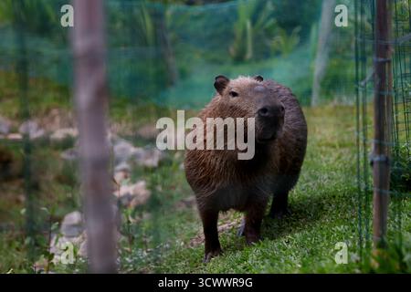 October 13, 2025, Rio De Janeiro, Rio De Janeiro, Brazil: A capybara ...