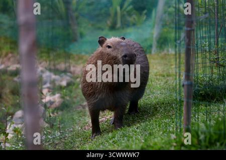 October 13, 2025, Rio De Janeiro, Rio De Janeiro, Brazil: A capybara ...