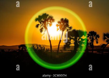 Damaraland sunset into the Makalani palms with a green, circular lens flare. Stock Photo