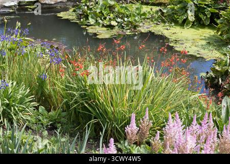 Red montbrecia flowers alongside bluebells on the riverside in Devon, UK Stock Photo