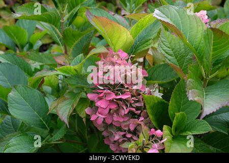 Vibrant pink hydrangea blossoms emerge amidst rich green leaves under bright sunlight. Stock Photo