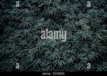 A close-up overhead shot of lacy, dark green Japanese Maple leaves. The intricate leaf pattern and deep colors create a natural, textured background. Stock Photo