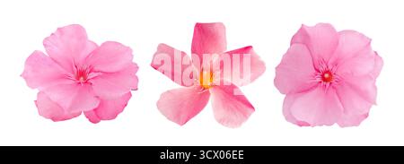 Oleander  flowers  heads isolated on white background Stock Photo