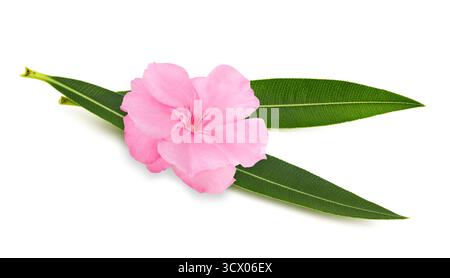 Oleander leaves with flower and  leaves isolated on white Stock Photo